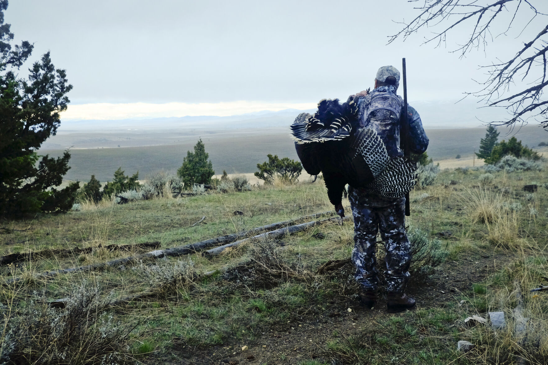 turkey hunt